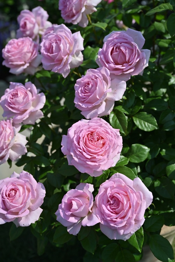 ハンス・ゲーネバイン（大苗）7号鉢植え バラ苗 《農林水産省 登録品種