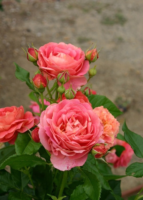 バラ苗 Roses,樹形や花色・花の大きさから選ぶ,木立性（ブッシュ樹形