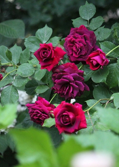 みかも（大苗）7号鉢植え バラ苗 《契約品種》 返り咲き 中輪 シュラブ