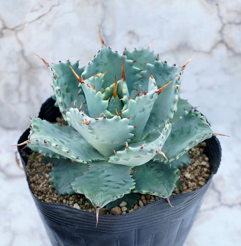 特選メリクロン株】アガベ・イシスメンシス 5号ポット | | アガベ