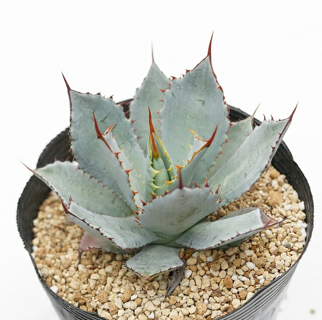 アガベ・グアダラハラナ ホワイトブルー 特選株 5号ポット | | アガベ