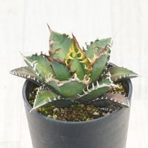 アガベ チタノタ銘品3種セット（白鯨・赤猫・黒火焔）3.5号鉢