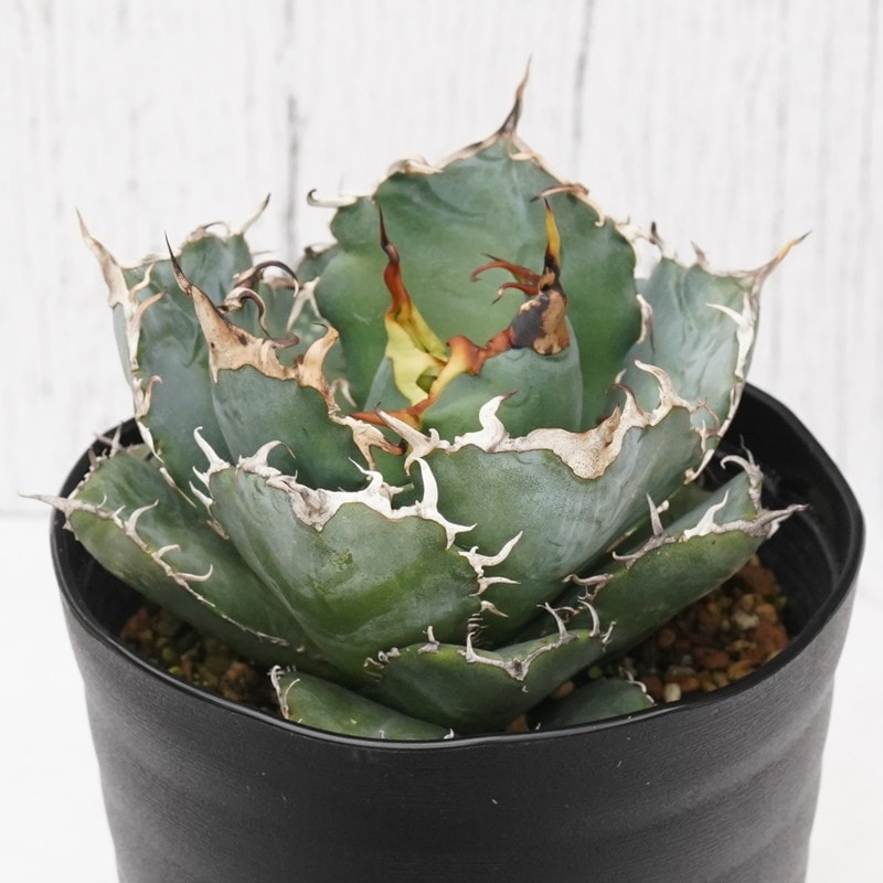 アガベ・チタノタ ”白鯨” 4.5号鉢 | | チタノタ銘品シリーズ | 四国