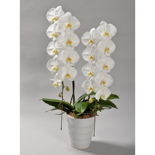大輪胡蝶蘭 白 2本立ち 20輪以上（つぼみ含む） | 種類から選ぶ