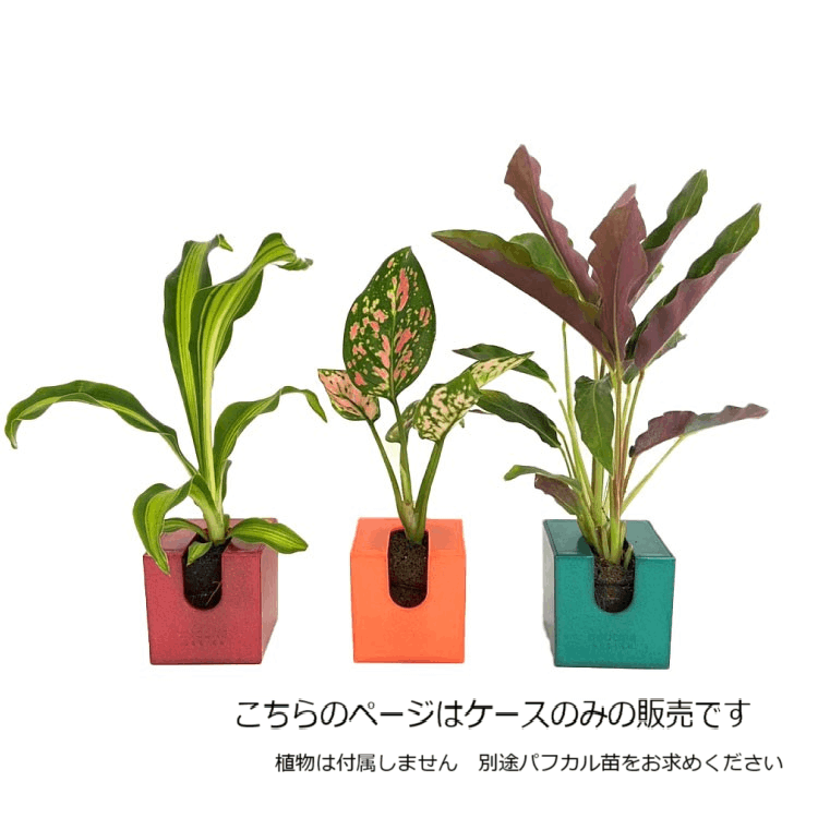 コミドリ】 3個セット 選べるカラー※植物なし - おしゃれな観葉植物