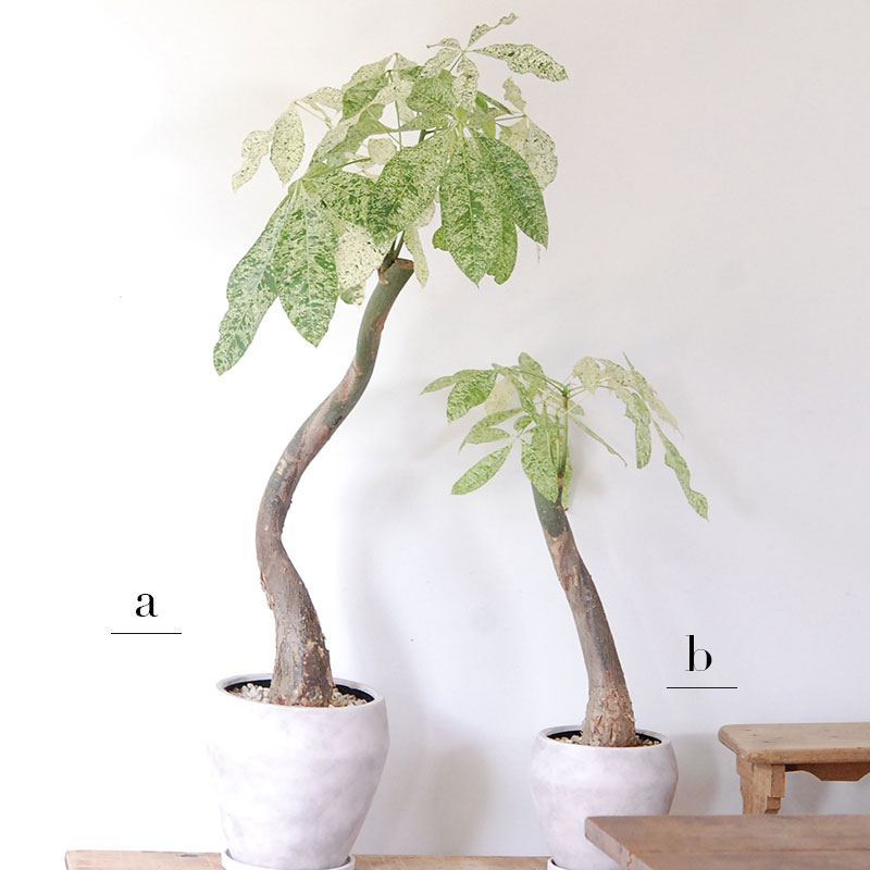 Ficus パキラ斑入り x ホワイトポット | 多肉植物の専門店 solxsol