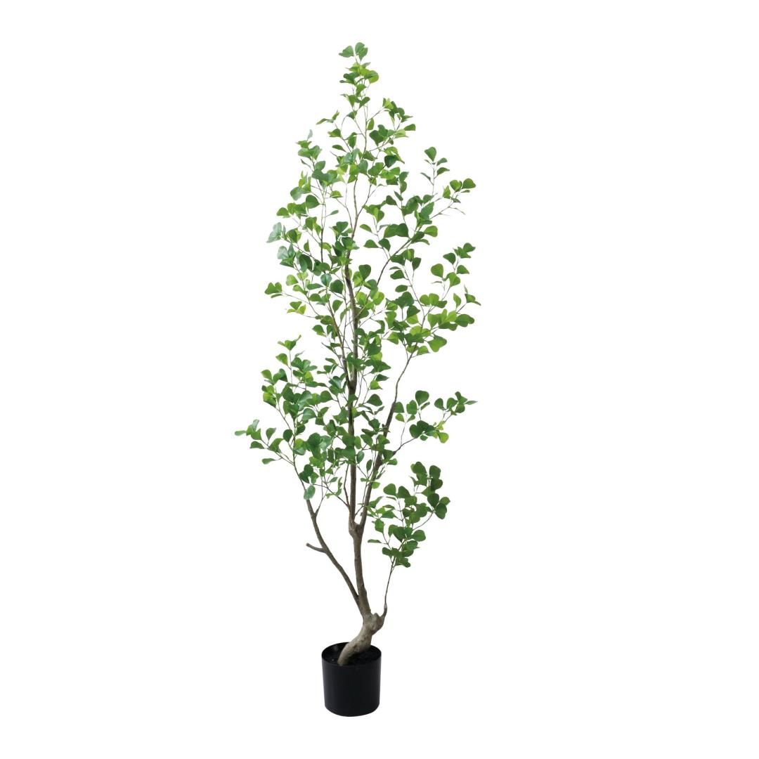 フィカストライアンギュラス 180cm｜GLP-1570 アーティフィシャル