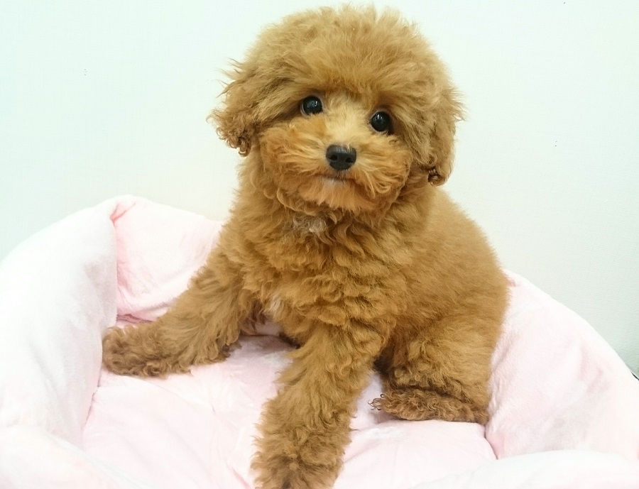 トイ・プードル】可愛さナンバーワン！埼玉一の美人プーちゃん♡：武蔵