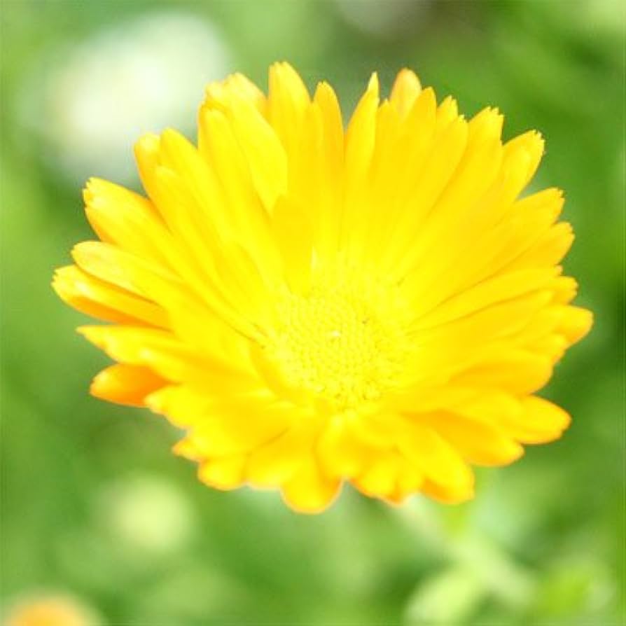 Amazon.co.jp: マリーゴールド お茶 ペタル 50g カレンデュラ ティー