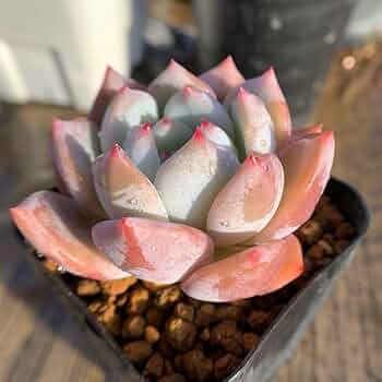 51xDYNHTPCL._AC_UF350,