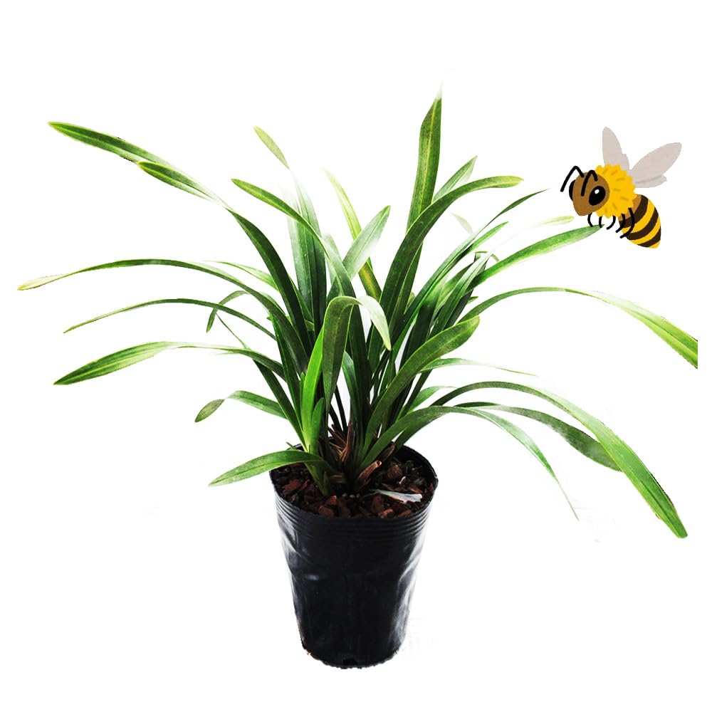 Amazon.co.jp: 【 花芽2個付き 】キンリョウヘン 苗 花（ 金稜辺