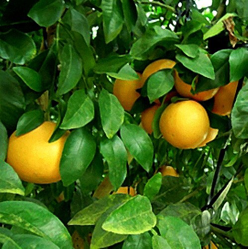 Amazon | 柑橘類の苗木 グレープフルーツの苗木 13.5cmポット苗 接木1