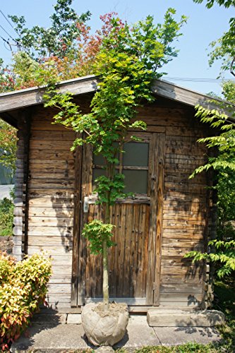 Amazon | 【木曜日発送】コハウチワカエデ 単木 樹高2.5m前後 | 植木