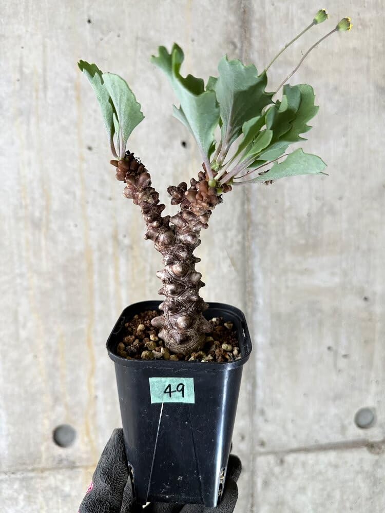 稀少】13 オトンナ へレイ へレー TC株 塊根 コーデックス 稀少】1