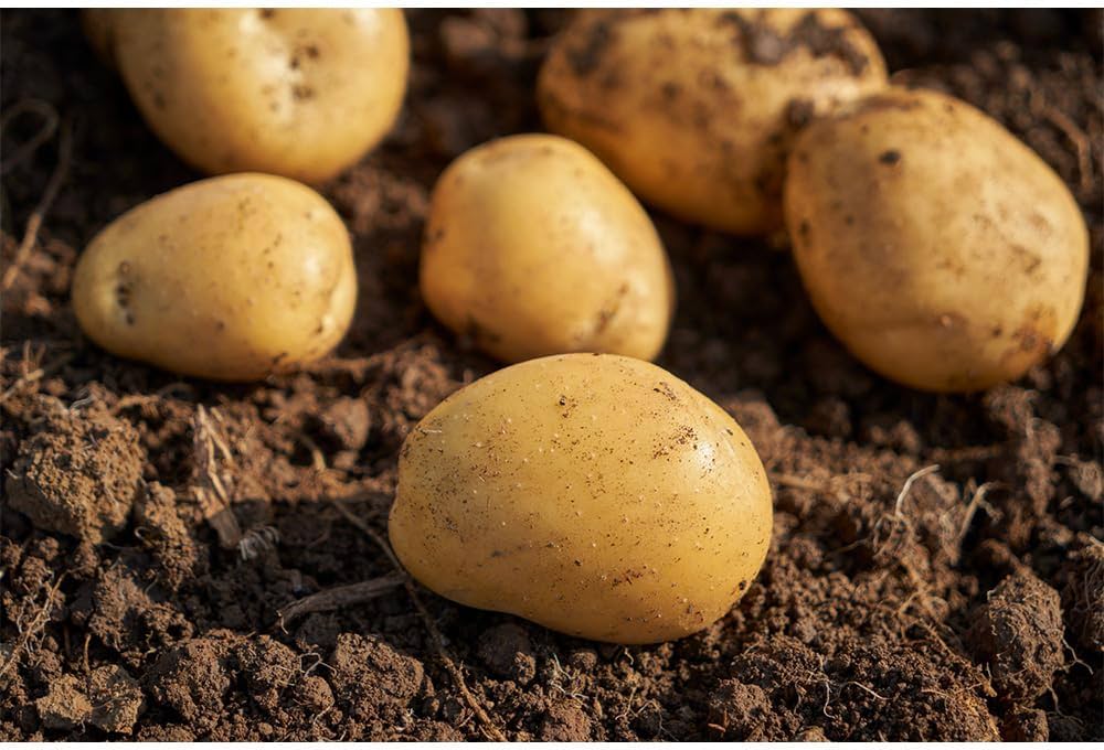 Amazon.co.jp: JA壱岐市 壱岐黄金 5kg じゃがいも 予約販売2/12～18お