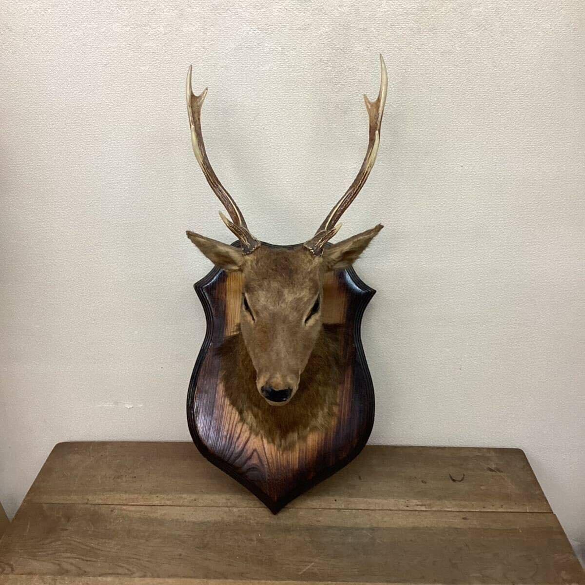 Amazon.co.jp: 鹿剥製ハンティングトロフィーインテリアオブジェ壁掛け