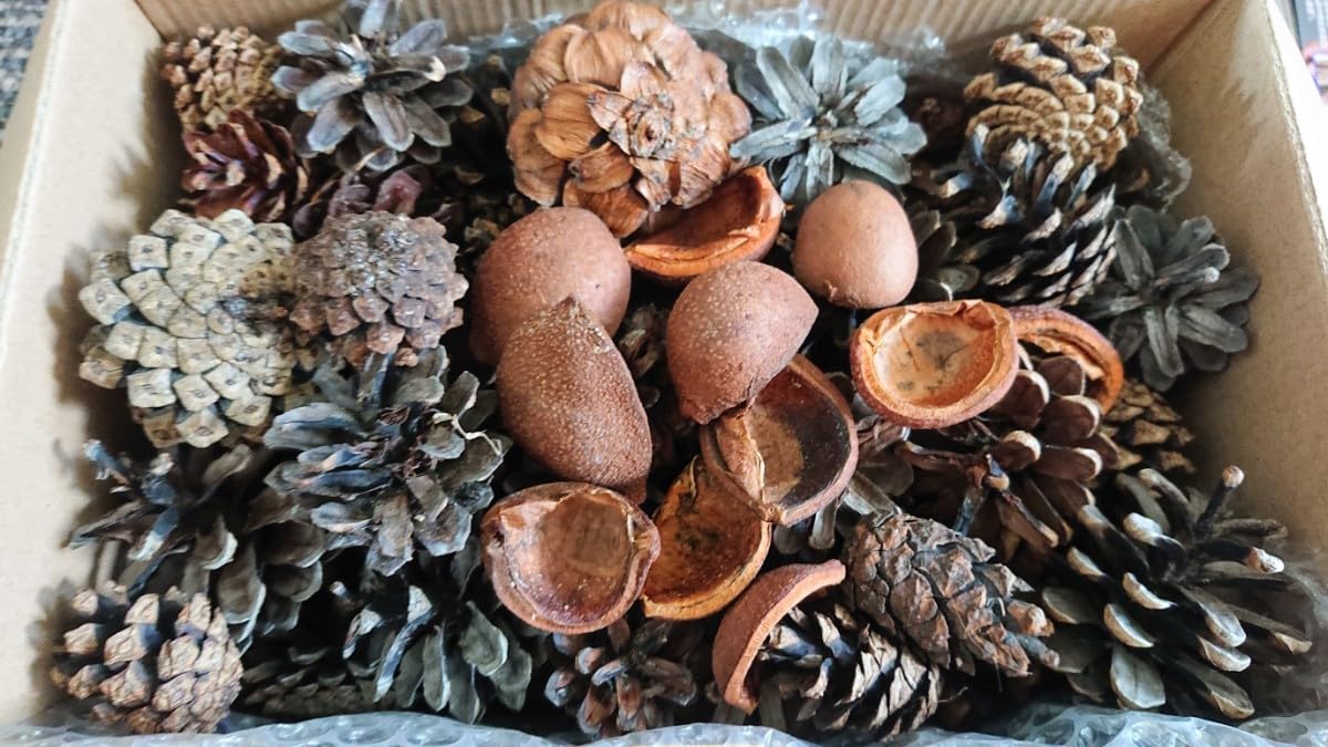 Amazon.co.jp: 大きさ種類色々！北海道 松ぼっくり 松かさ 140個&木枝7