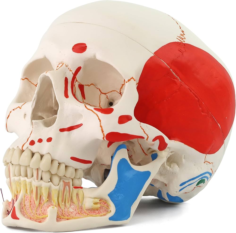 Amazon.co.jp: 歯根の観察，筋・縫合線の着色した頭蓋骨模型 - 頭蓋