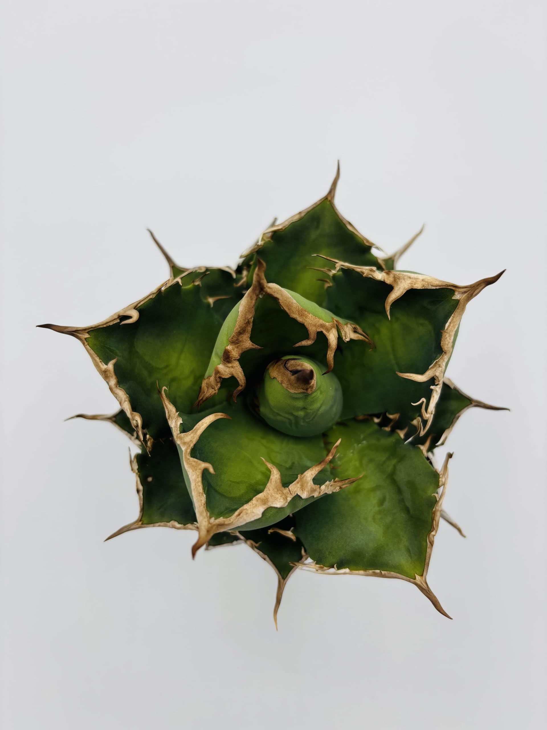 Amazon｜アガベ チタノタ 黒犀牛/Agave titanota 'Black Rhino/観葉