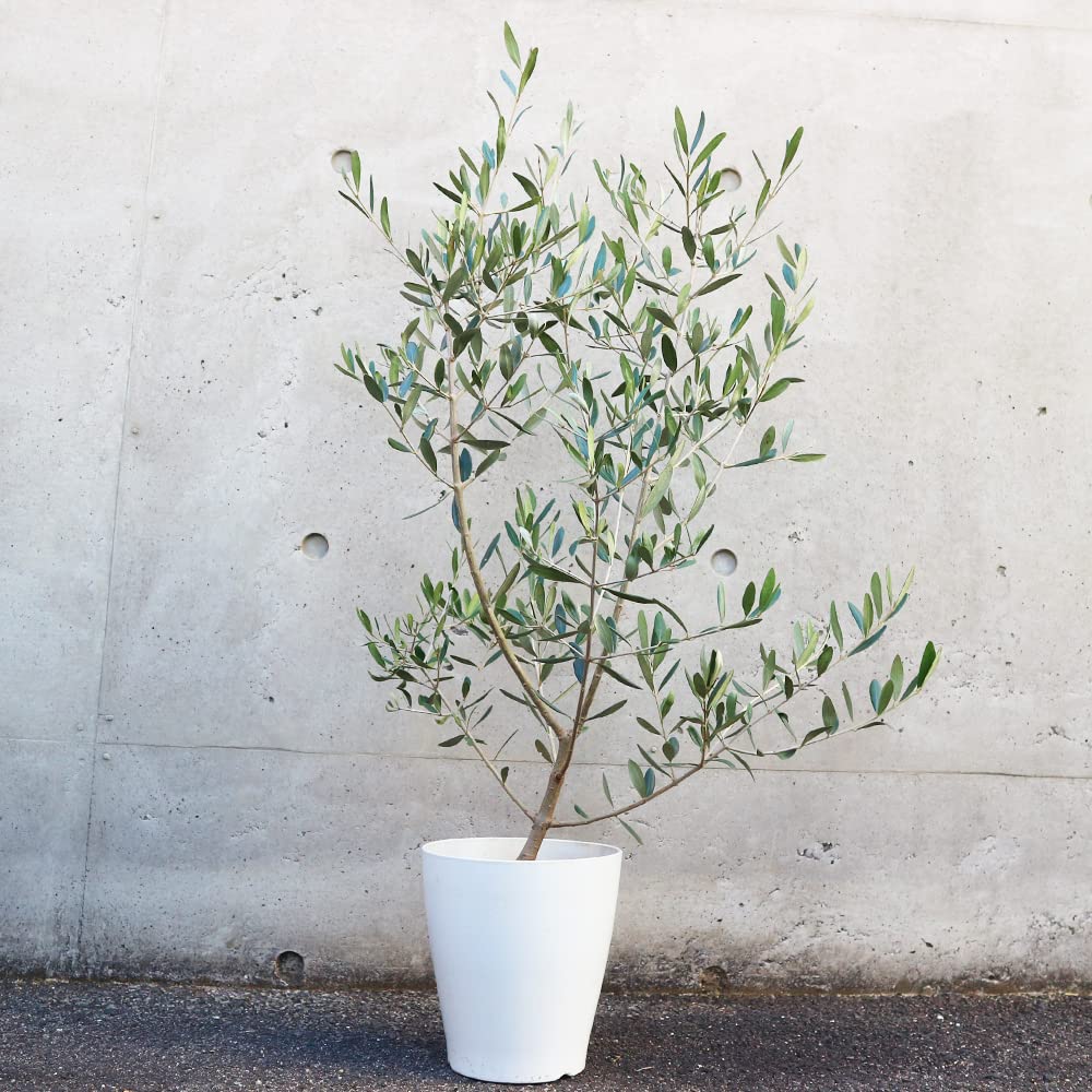 Amazon.co.jp: オリーブの苗木 品種：フラントイオ 6号白テーパード鉢