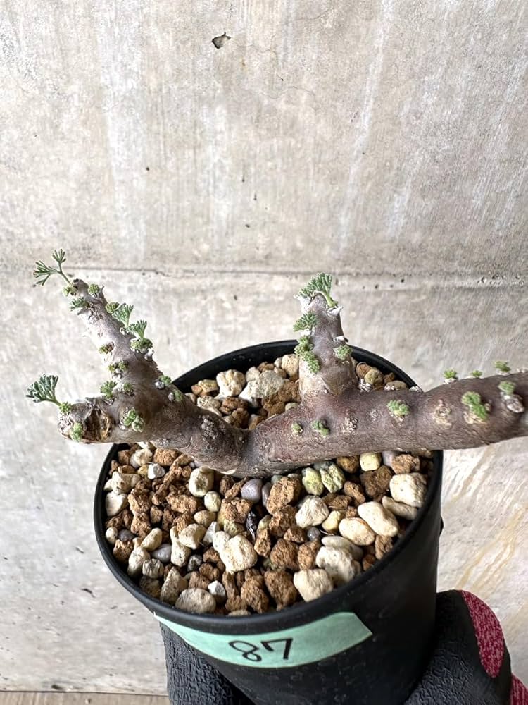 Amazon｜【現品限り】サルコカウロン・ムルチフィズム 現地株 おそらく