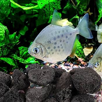 Amazon | Kisangel 溶岩石 約2〜4cm 盆栽 花壇 水槽 金魚 水草 苔盆栽