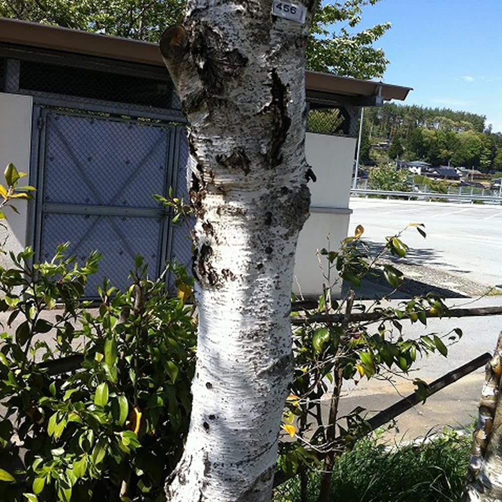 Amazon | 白樺 “シラカバ” 1年生ポット苗 庭木 落葉樹 シンボルツリー