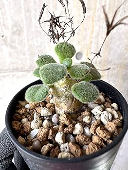 71ljD8xhn0L._AC_UF350,