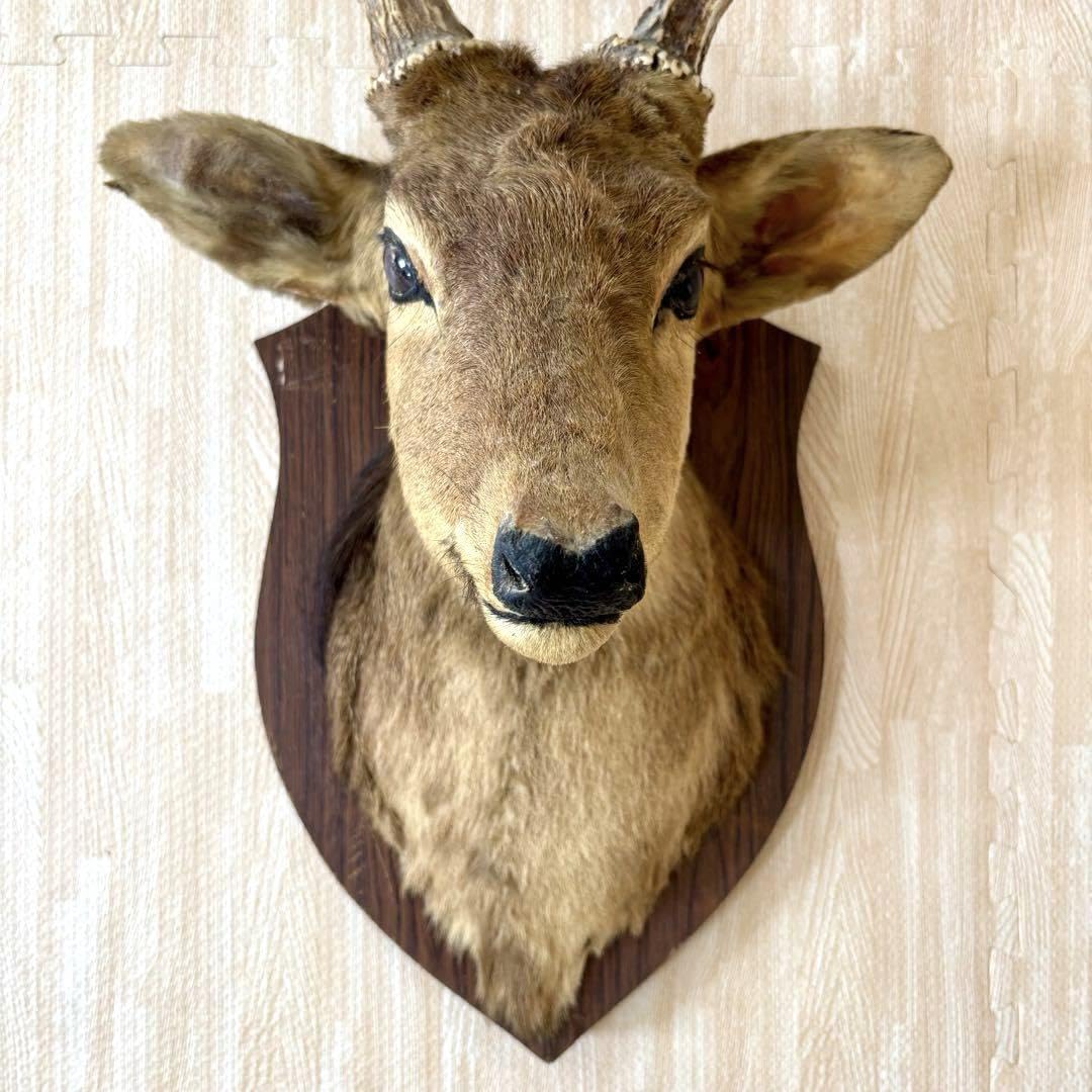 Amazon.co.jp: 鹿の剥製 蝦夷鹿の剥製 壁飾りハンティングトロフィー