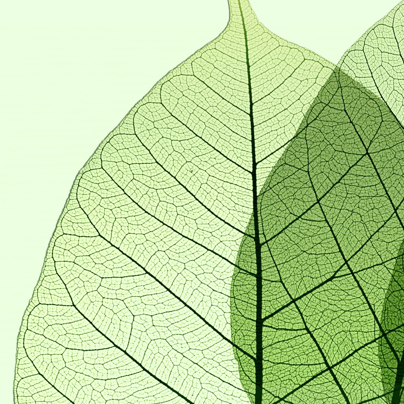 Amazon.co.jp: 絵画「葉脈」インテリア 絵 花 アートパネル 額入り (縦