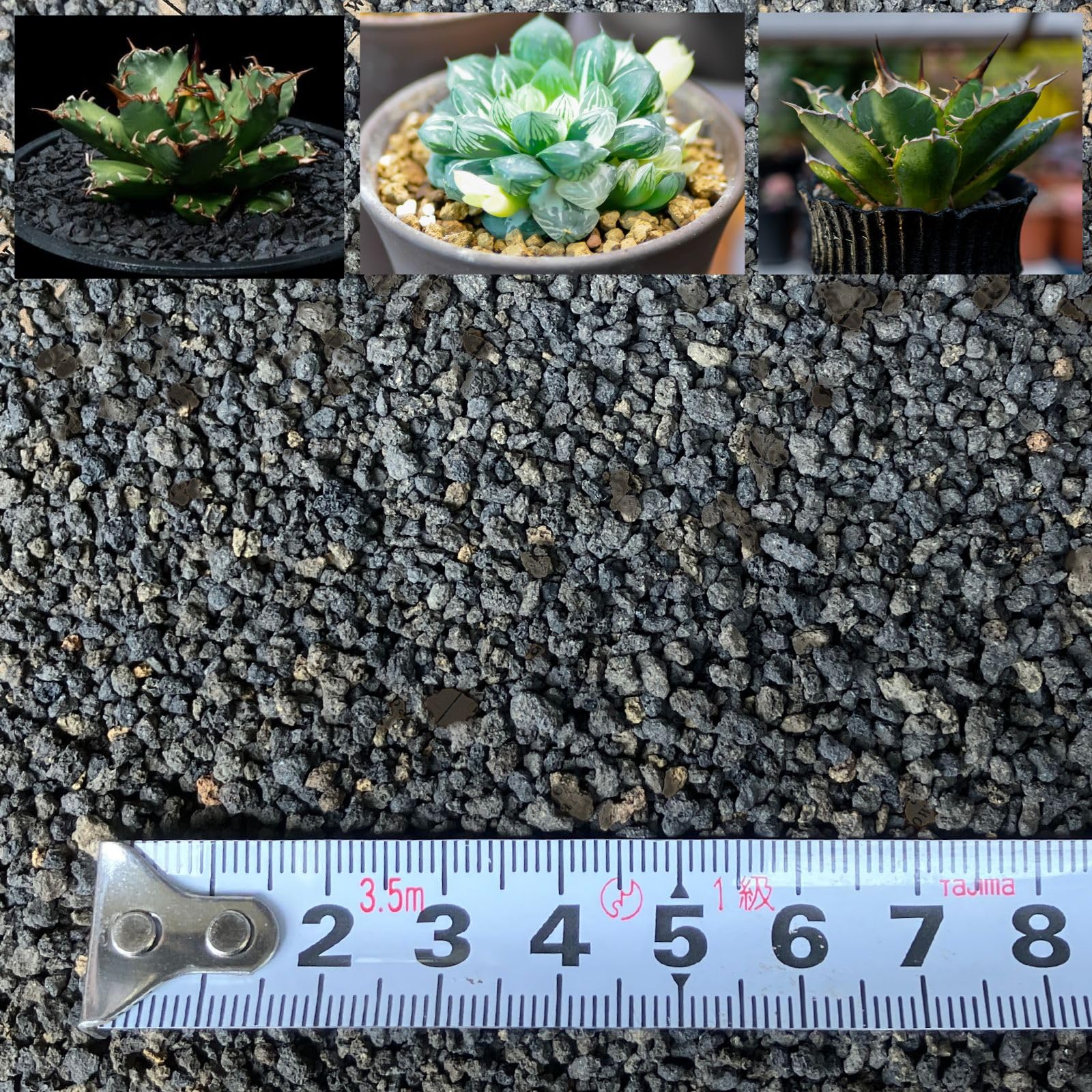 Amazon | Leap Raupe 【ふるい済み】 富士砂 化粧石 化粧砂 黒 アガベ