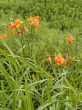 ヤブカンゾウ Hemerocallis fulva ツルボラン科 Asphodelaceae