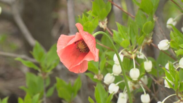 道端に咲く可憐な花に有毒成分!? ｢素手で触るとかぶれる恐れ｣ 外来種