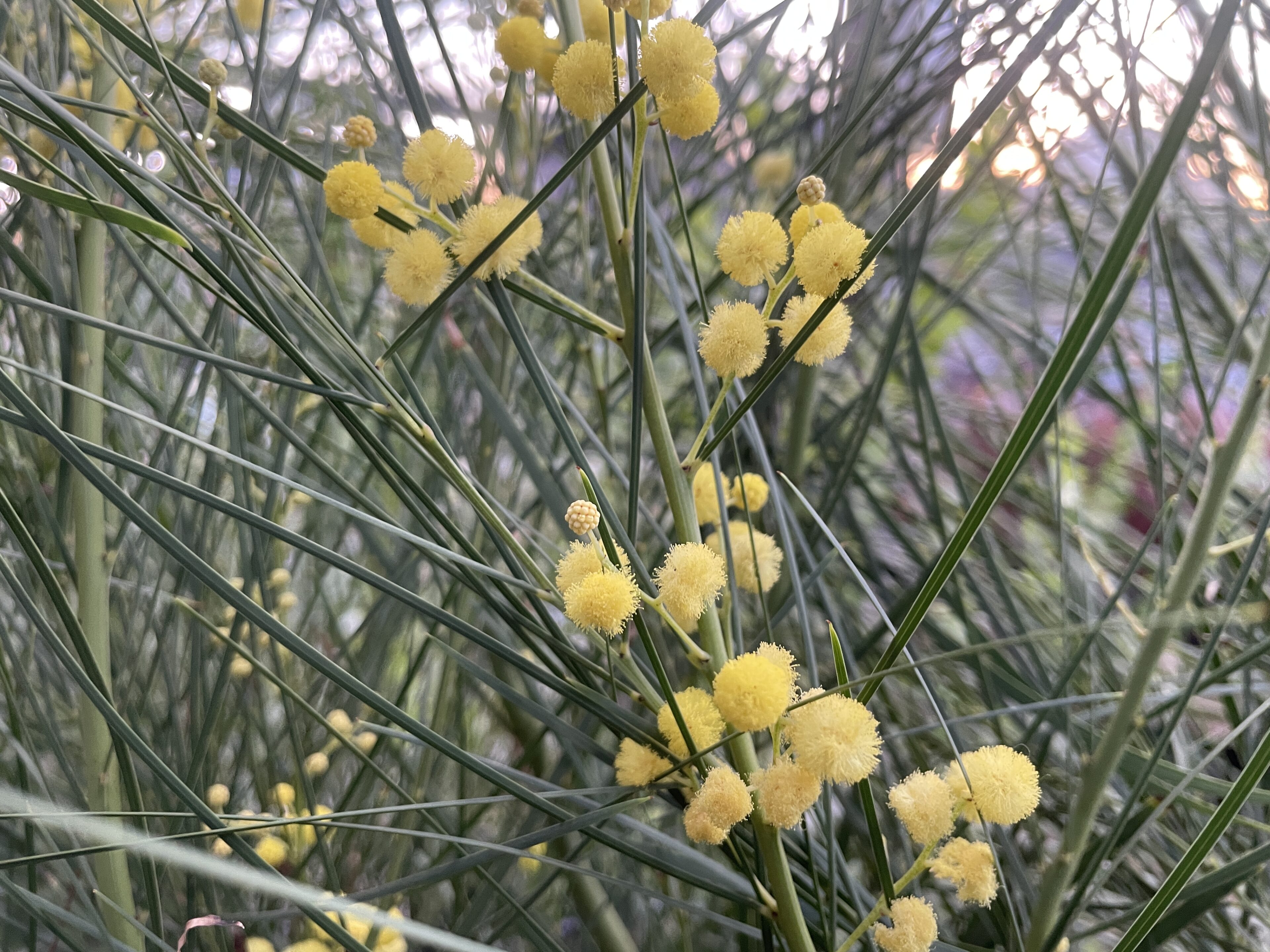 植えどきで選びどき！バラ大苗入荷案内＆ネイティブプランツほか