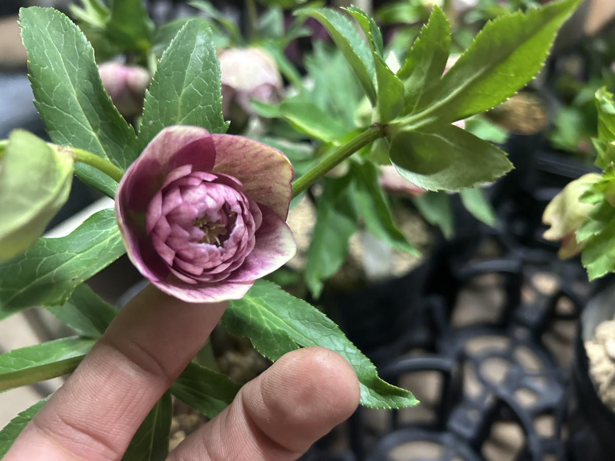 いよいよシーズン開始!! 加藤農園クリスマスローズ大集合!! | オザキ