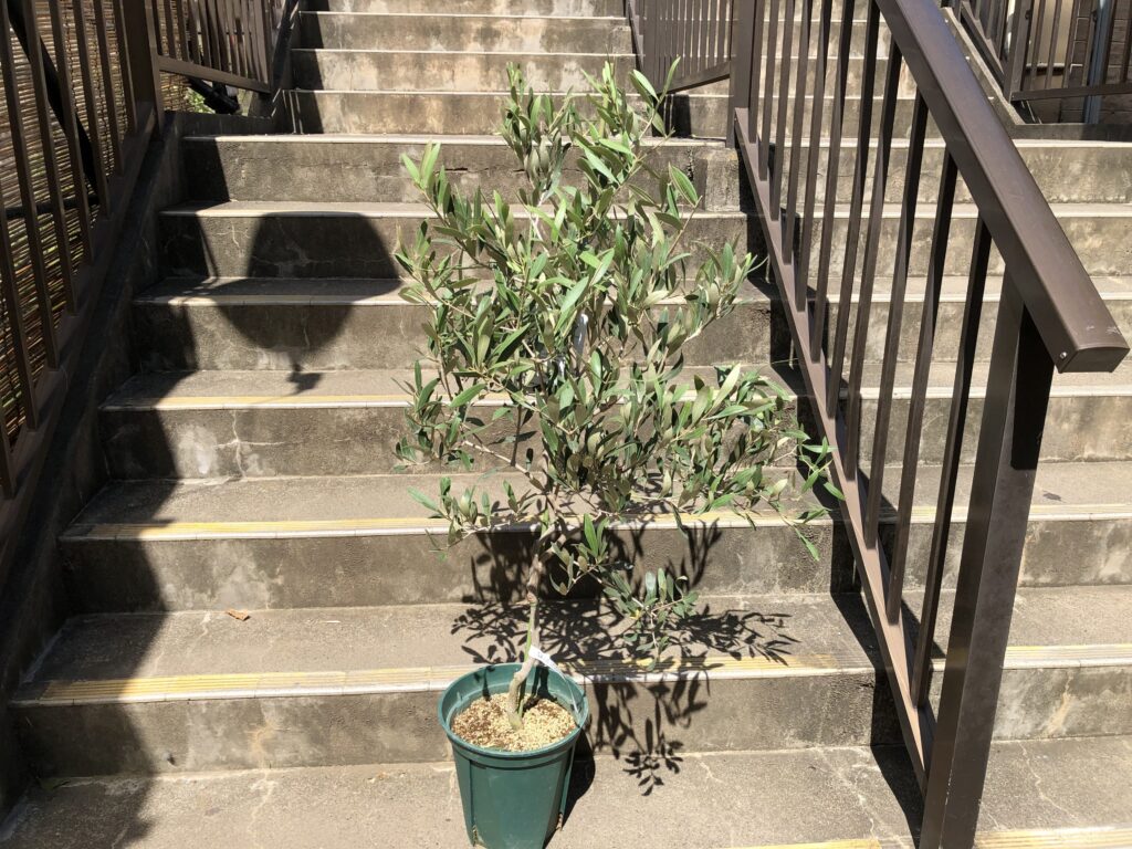 小倉園希少オリーブ入荷しました！ | オザキフラワーパーク | オザキ