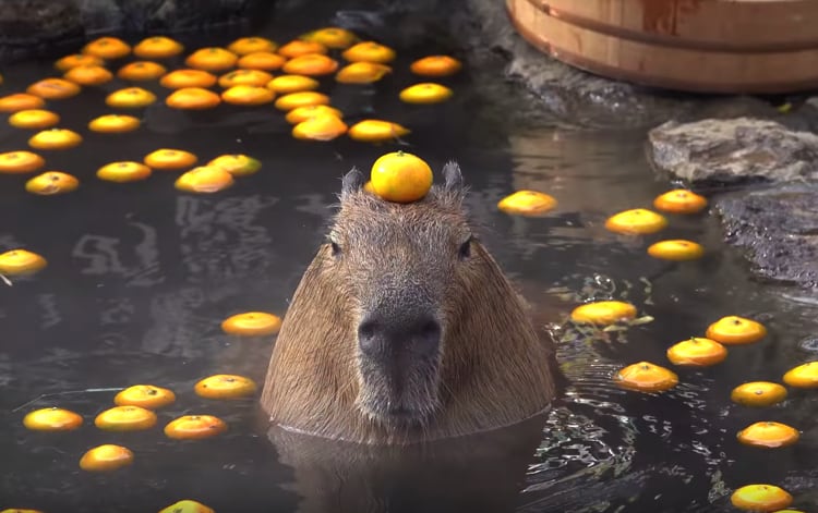 これぞ冬の風物詩！みかんいっぱいカピバラ温泉でほっこり