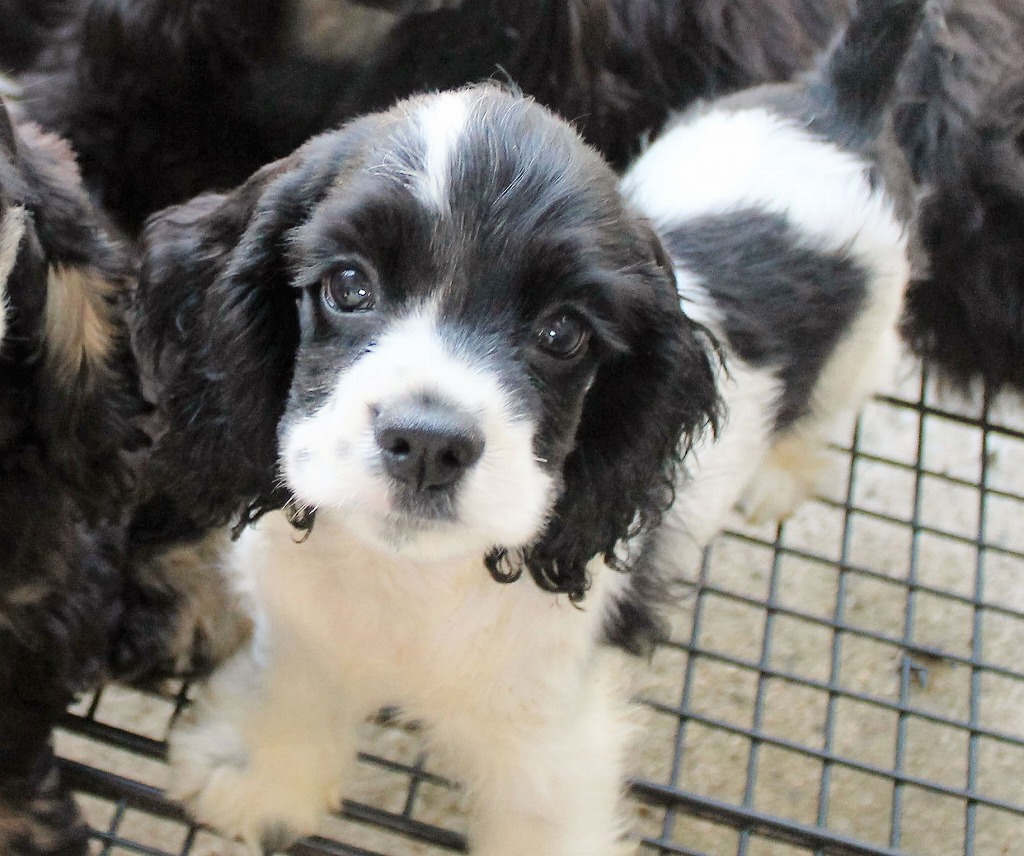 アメリカン・コッカー・スパニエル子犬販売情報｜優良ブリーダーの子犬
