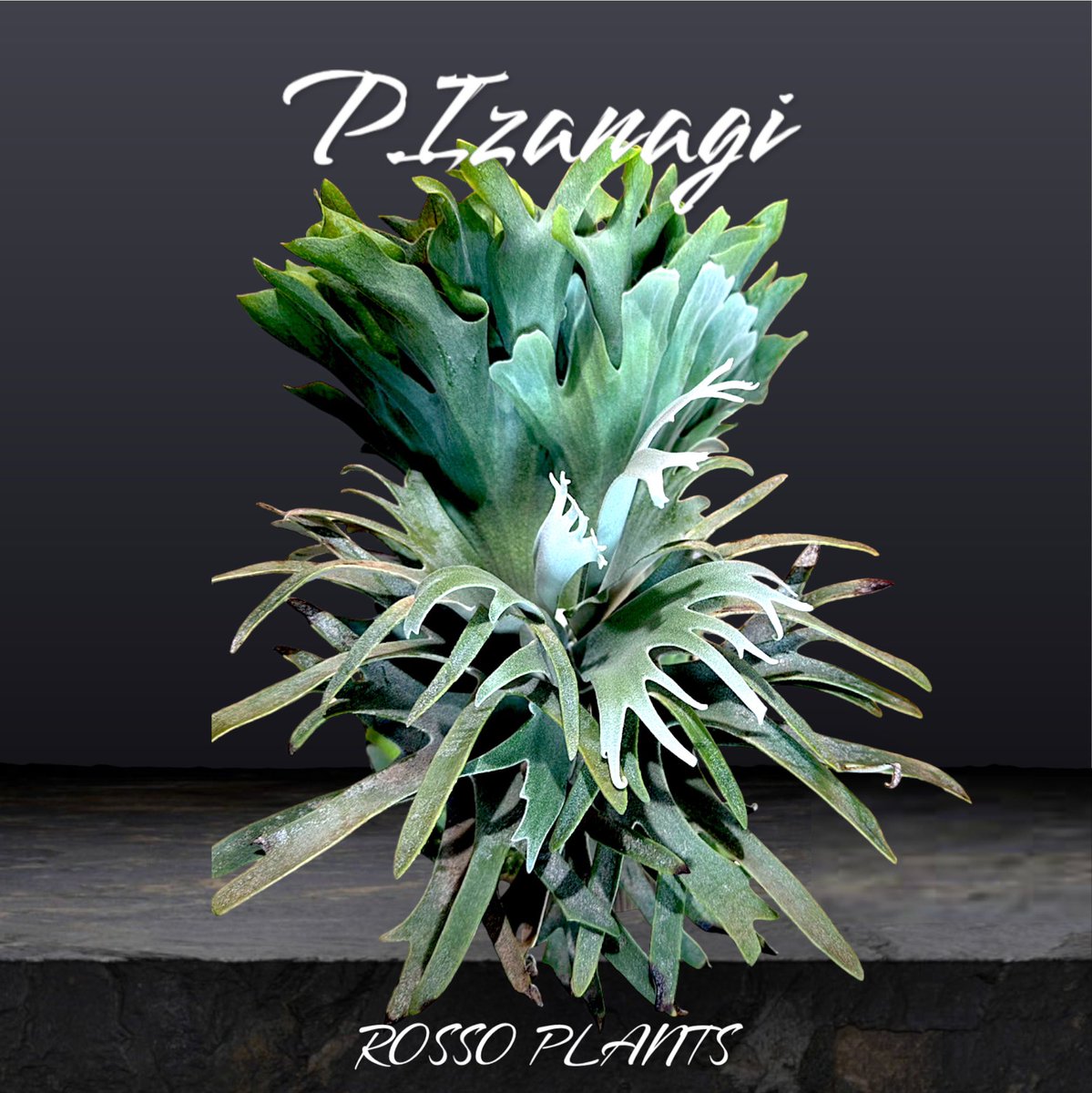 けーさま専用 ビカクシダ P.paragon けーさま専用 ビカクシダ P