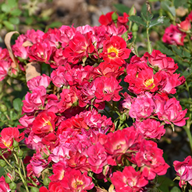 Pink Drift Rose (Rosa 'Meijocos') in Columbus Dublin Delaware
