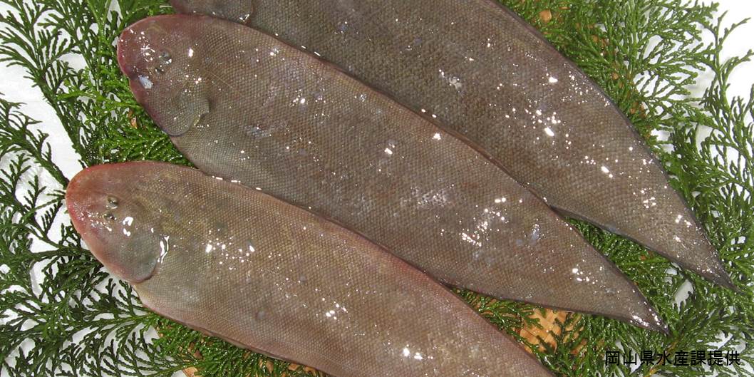 げた（舌平目）｜岡山県｜全国のプライドフィッシュ｜プライドフィッシュ