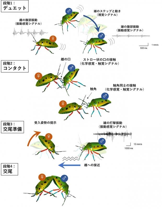 カメムシはダンスを踊るように求愛行動、昆虫では珍しく 森林総研と