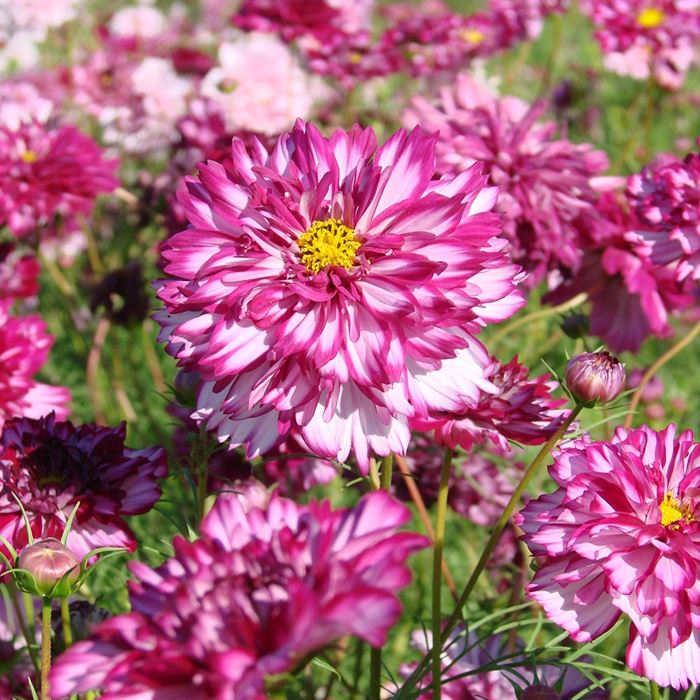 コスモス ダブルクリック バイオレットバイカラー｜種（タネ）,球根,苗