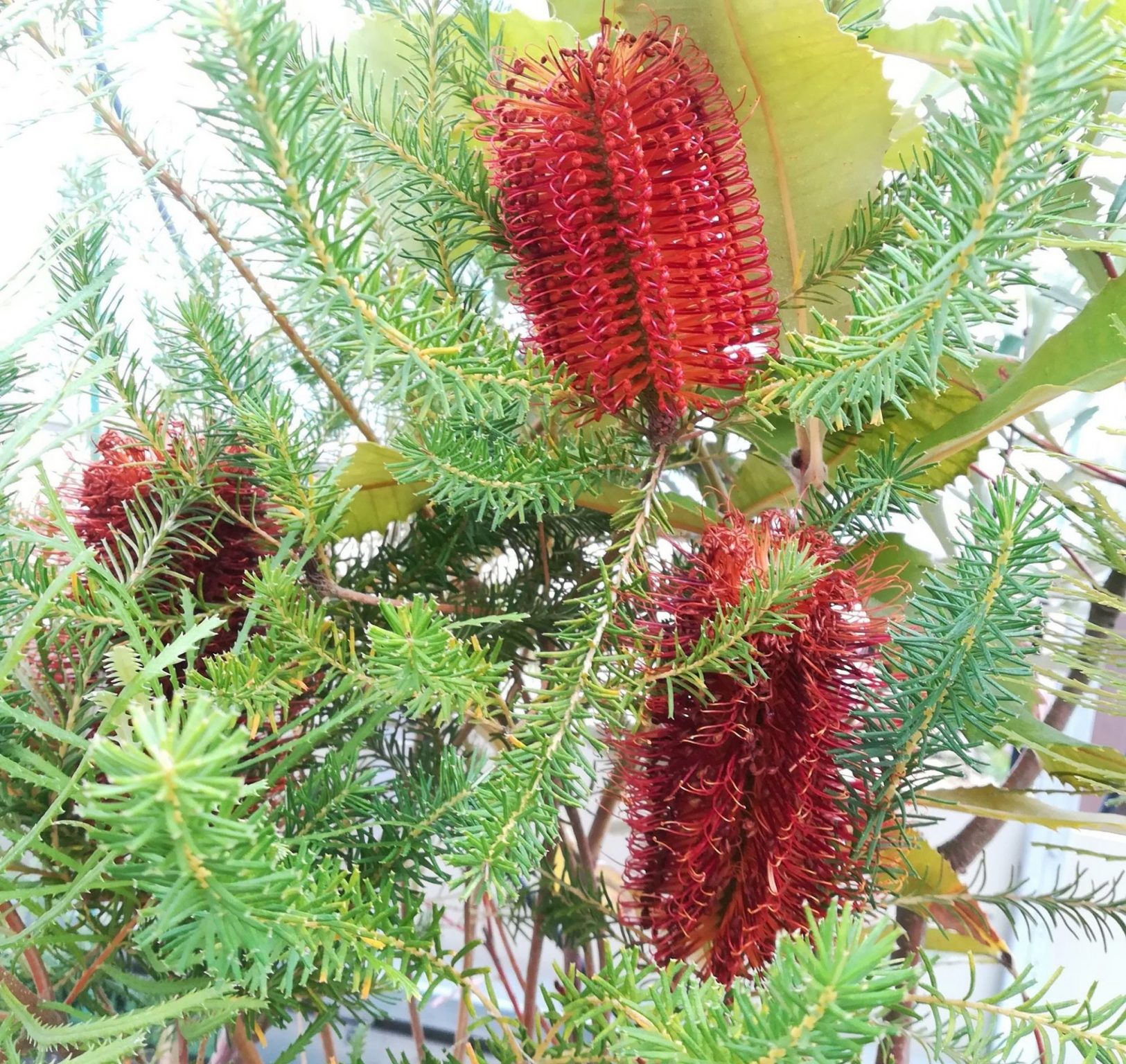 バンクシア エリキフォリア （エリシフォリア） ヒースバンクシアの