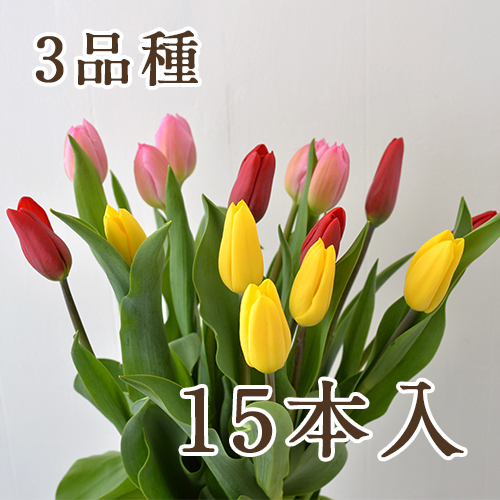 新潟直送計画】チューリップ アソート（切り花） – フラワーファームしろね