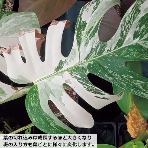 斑入りモンステラ| 種・苗・ガーデニング用品の【タキイネット通販】
