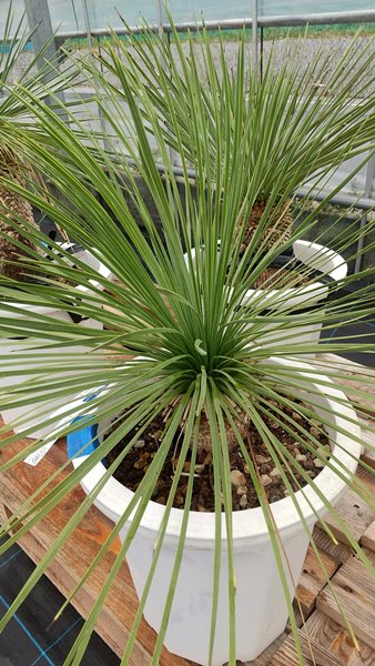 楽天市場】【現品発送】ユッカ リギダ 12号鉢植え H60cm【産直