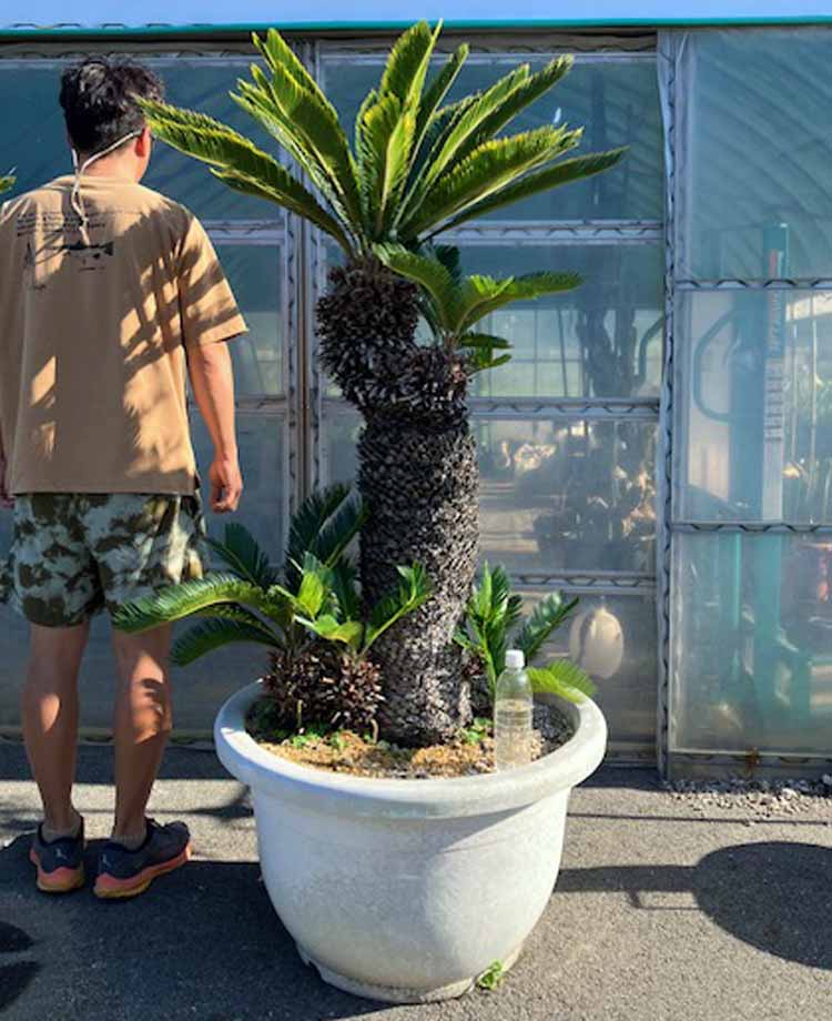 楽天市場】【現品・現物】【耐寒性ヤシ 椰子】チャメロプス・フミリス