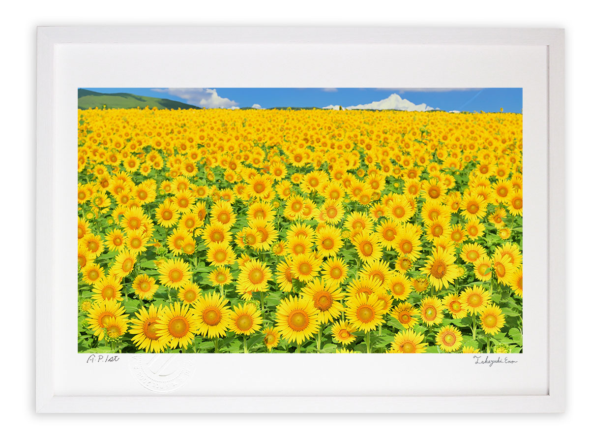 楽天市場】版画 絵画 ひまわりの丘1 スペイン・アンダルシア