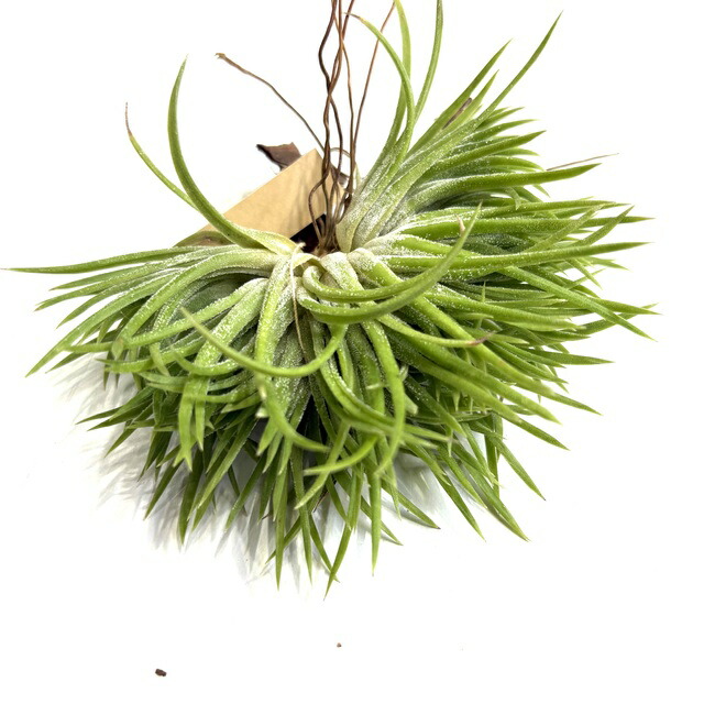 楽天市場】(現品) チランジア イオナンタ バンハイニンギー ミノール